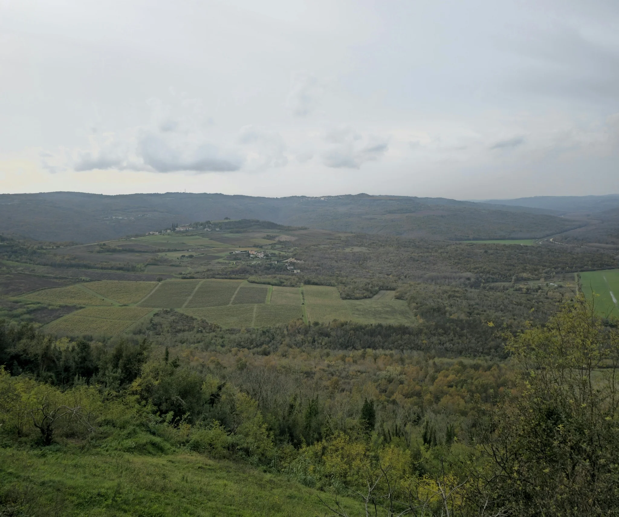 Vineyards and rolling hills of inland Istria's wine country, Croatia
